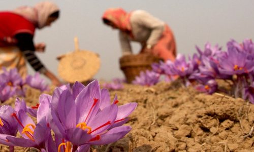 iran-saffron-barberry-tour-iran-a-1500-630 iran-saffron-barberry-tour-iran-a-1500-630
