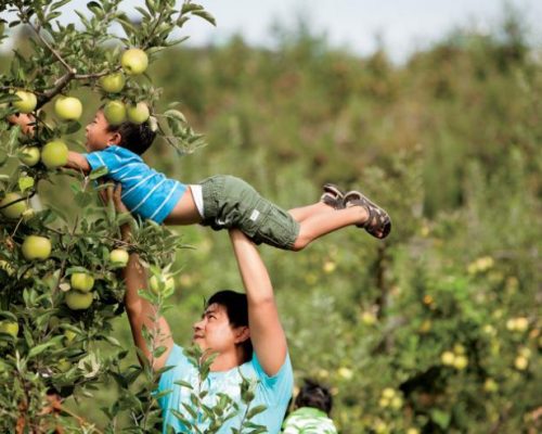 Iran Agricultural Products