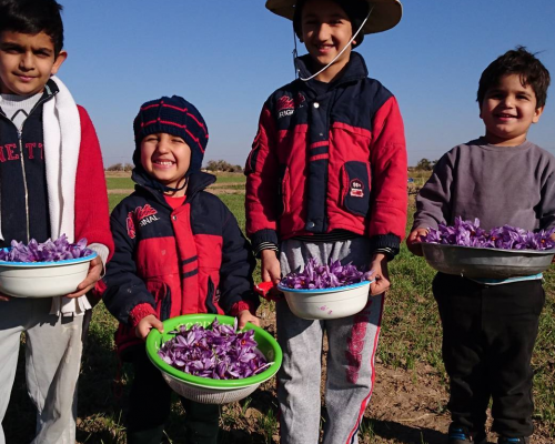 Saffron Harvest Tour in Iran, Mashahd