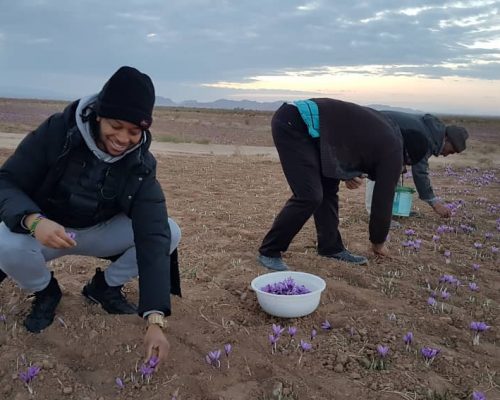saffron harvest tour in Iran
