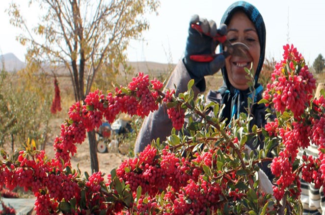 Iran Barberry 