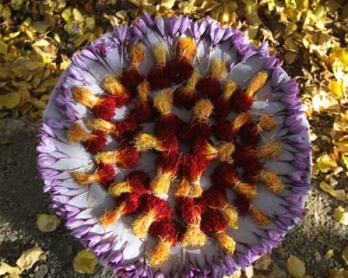 Iran Saffron Harvest Tour