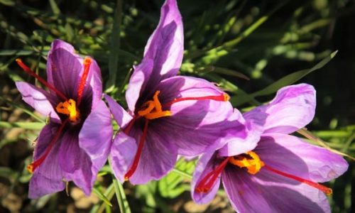 Saffron-farms-Ghaenat-Iran-3 Saffron-farms-Ghaenat-Iran-3