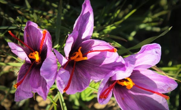 Persian Saffron Details 