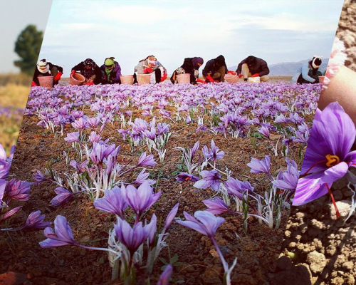 Iran Saffron Harvest Tour