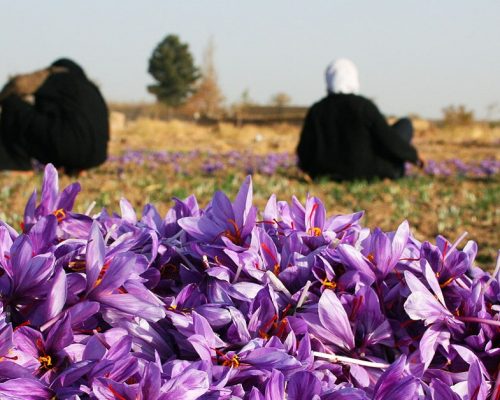 Saffron Harvest Tour in Iran