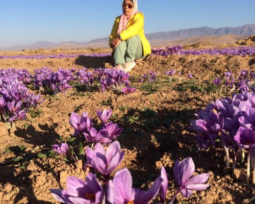 saffron tour in Iran, Torbat Heidareih