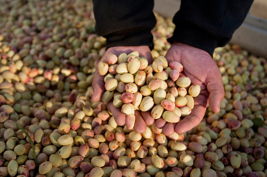 pistachio one of the Iranian famous products 