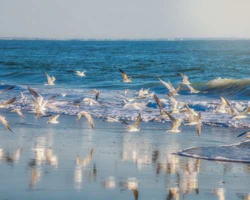qeshm (2)