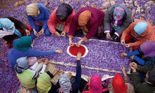 vanity_fair_moroccan_women_handpicking_saffron_pistils_medicine_hunter_main