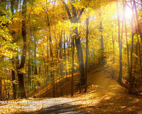 Caspian-Hyrcanian-mixed-forests-Iran-