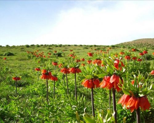Shiraz-Ardekan-Nature-flower-tour-eco-trip