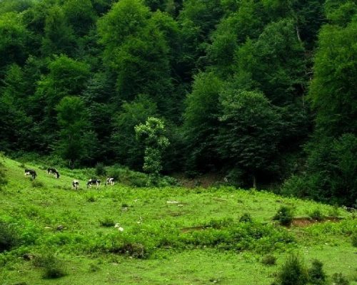 Nahar-khoran jungle in Gorgan