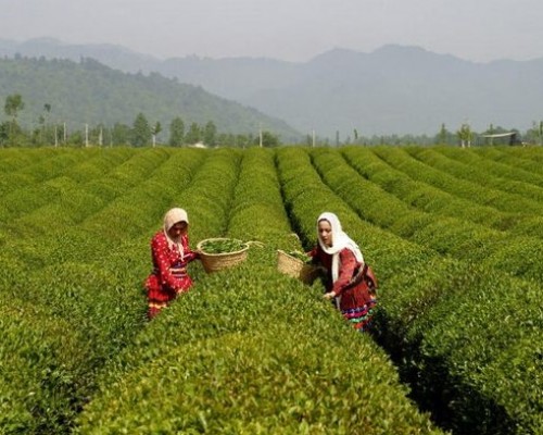 tea farm.lahijan.north of iran